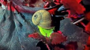 footer_image