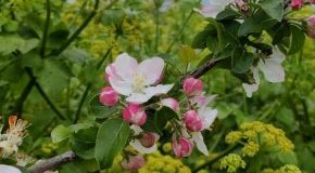 footer_image