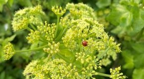 footer_image
