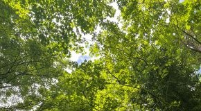 footer_image
