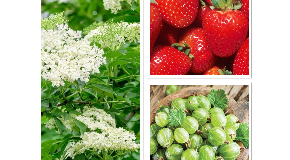 footer_image
