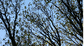 footer_image