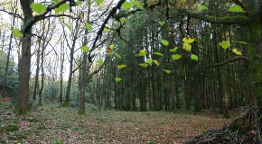 footer_image
