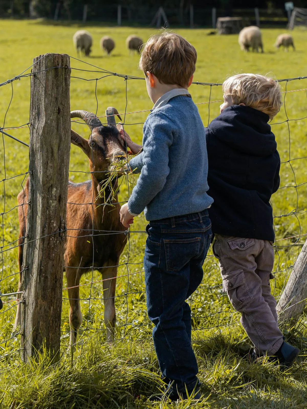 Two children feeding a goat over a fence on a farm