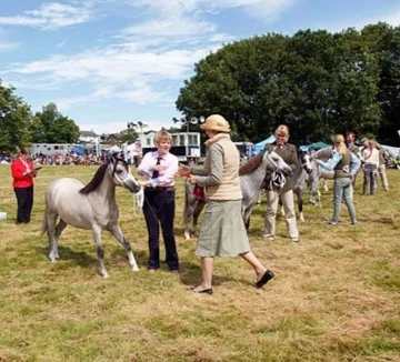 Competition entries demo