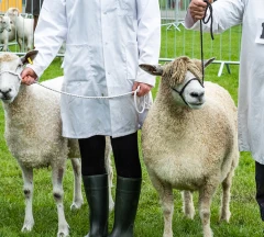 County Shows